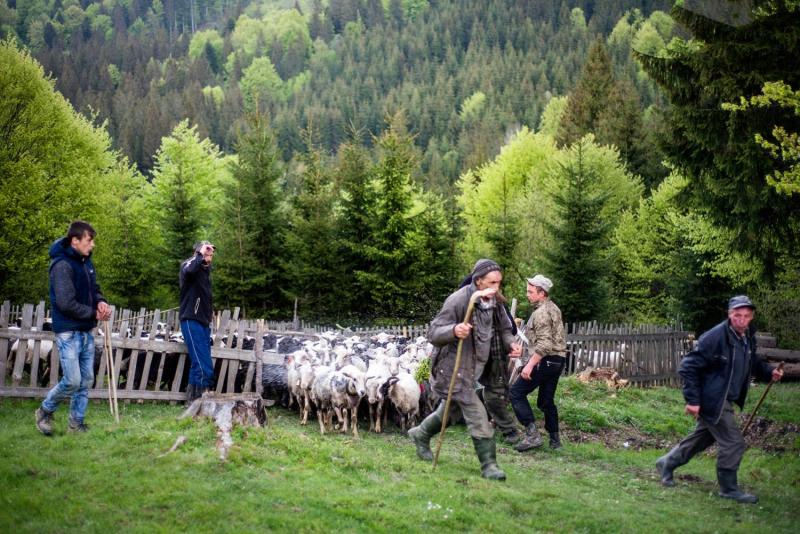 Так, як діди робили: як живеться на полонині закарпатським вівчарям