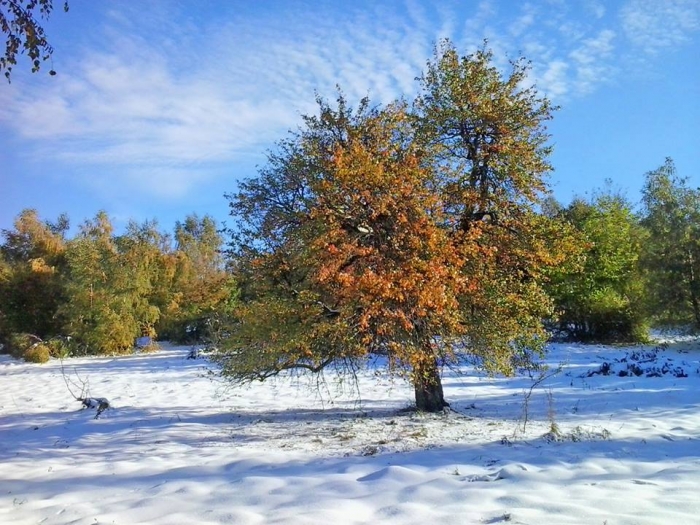 Сніг випав в Ужгородському районі