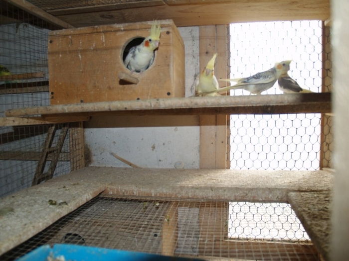 Папуги й голуби з птахоферми на Міжгірщині заробляють собі на їжу за рахунок туристів