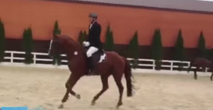 Ужгородський кінь Дайміо – срібний призер змагань з манежної їзді на Кубку України
