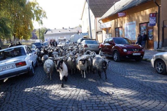Рухатись автівкам у Тячеві сьогодні заважали... вівці