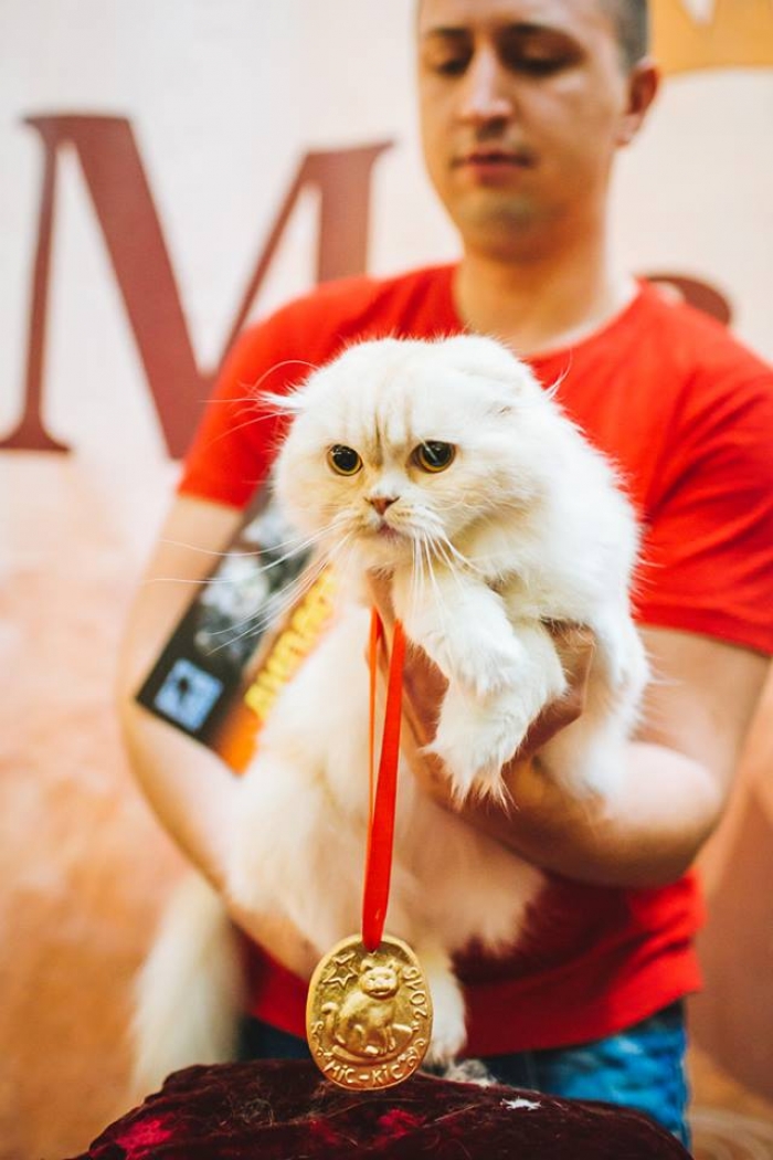 Кіт Гурем став переможцем конкурсу «Міс-кіс 2016» в Ужгороді