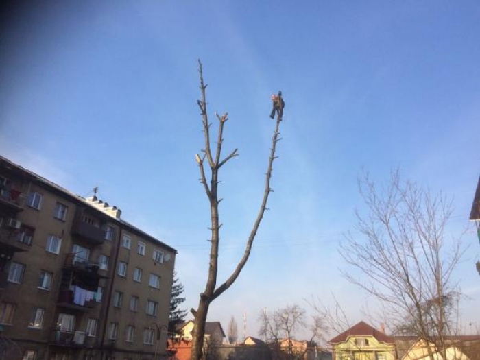 Мешканця Тячева з дерева знімали рятувальники: відбувся переляком