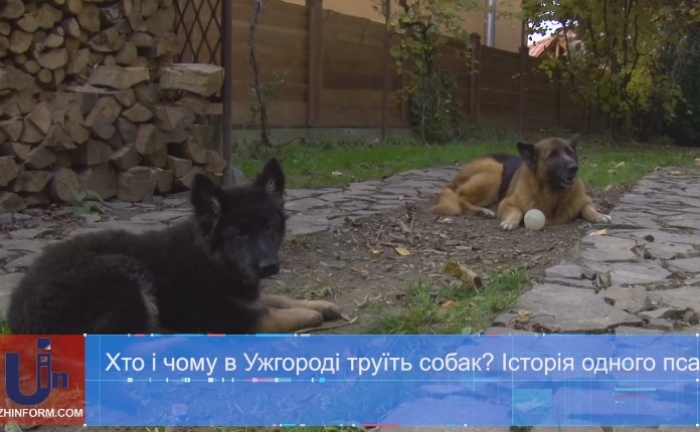 За що на Ужгородщині труять собак?