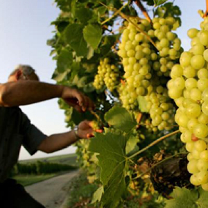 Держава профінансує закарпатцям професію виноградаря. І ще 18