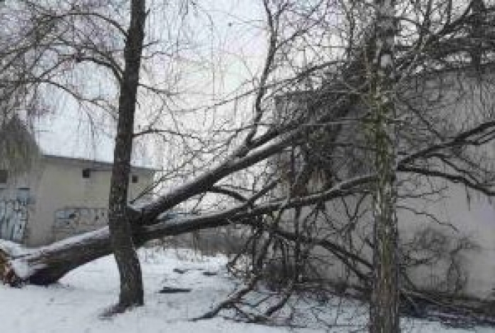 Негода  на Закарпатті спричинила падіння дерева на котельню