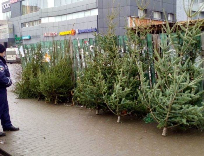 Поліцейські вилучили у закарпатців 50 «новорічних дерев»