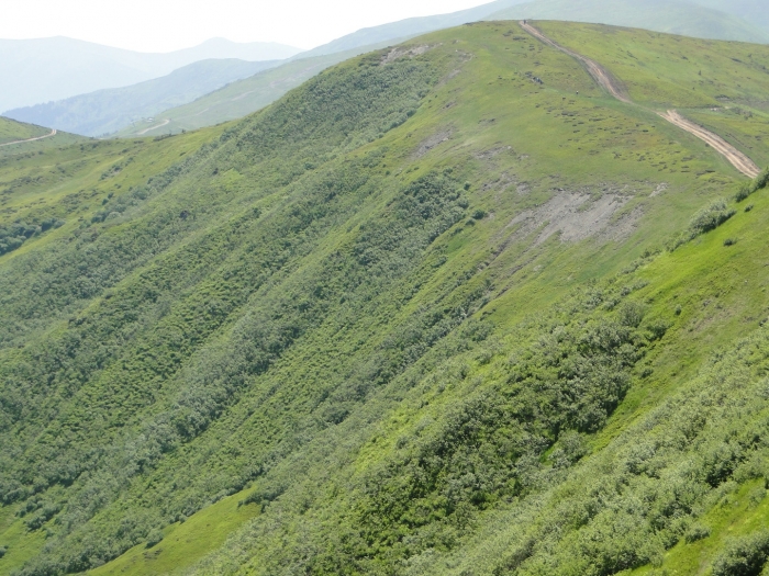Тячівські прокурори знаються на гірському садівництві: зупинили роздачу земель на Полонині Довгій