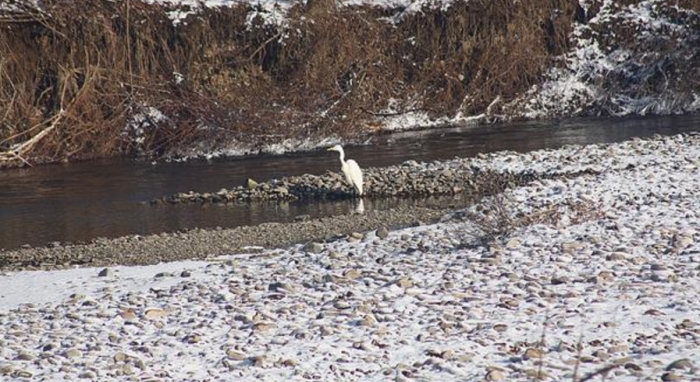 На Тячівщині зимує неймовірний білий птах 