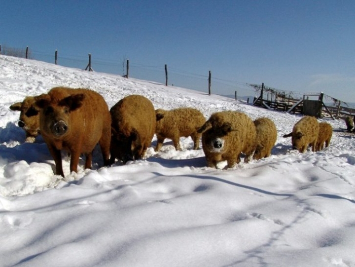 Морозостійкі кучеряві свині Закарпаття живуть на Виноградівщині