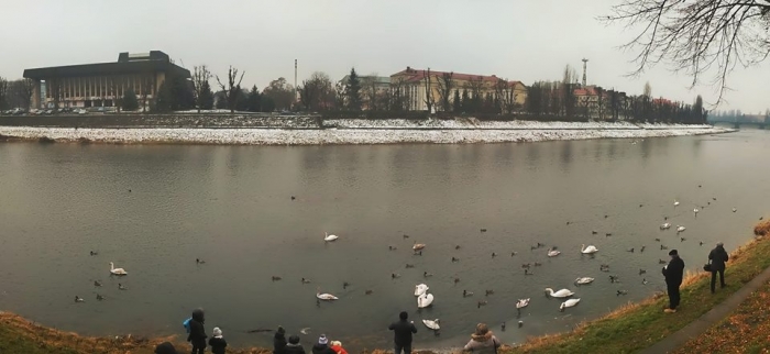 Ужгород стає місцем зимового паломництва лебедів: знову побільшало!