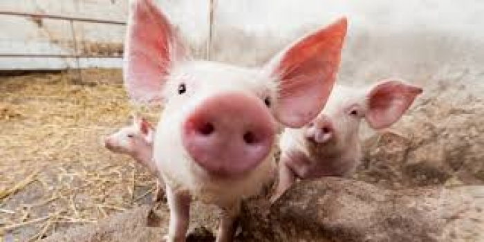 Виноградівським свинкам не пощастило: виявили африканську чуму