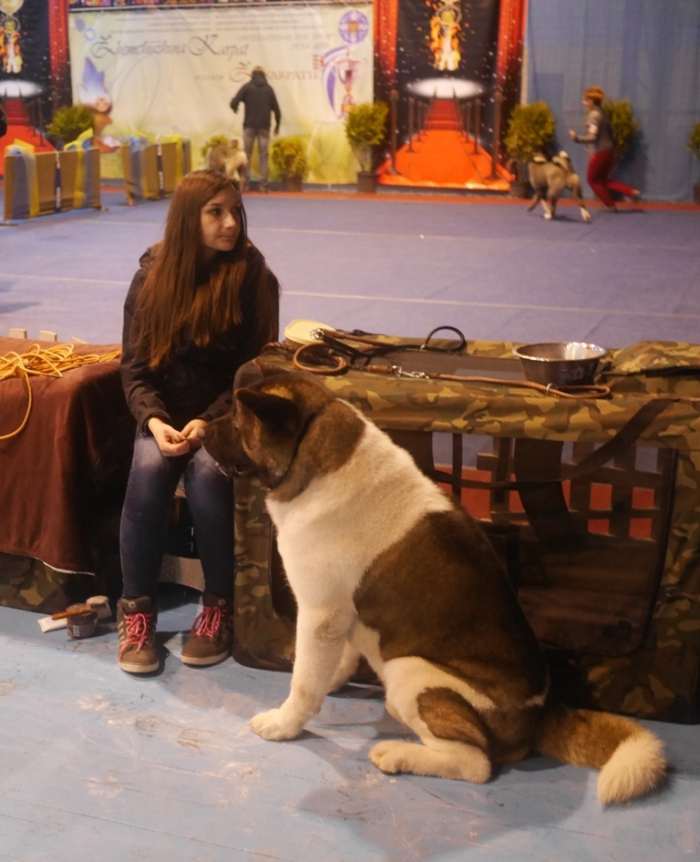 Понад 700 собак приїхало до Ужгорода на Міжнародну виставку