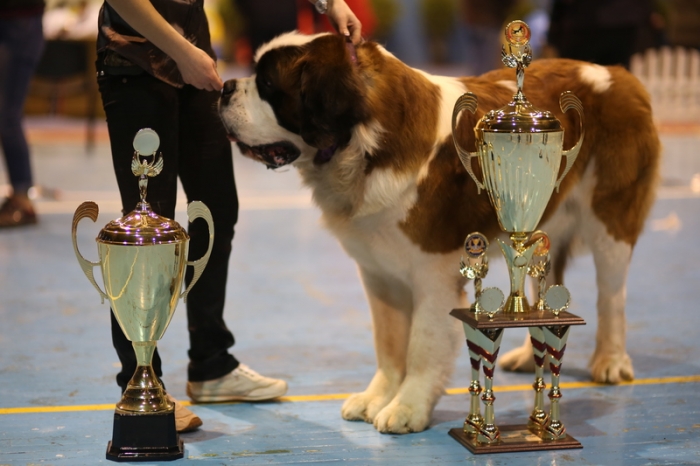 Суперкубок Міжнародної собачої виставки поїхав до сусідів Закарпаття