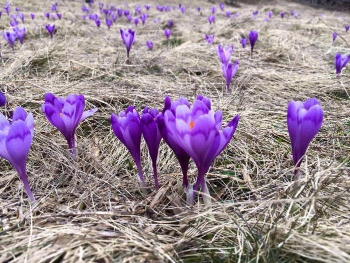 Весна розмалювала село Луги у фіолетовий колір 