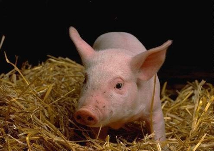 Підприємці на Закарпатті розводять свиней, стійких до стресу і годують їх за шведським столом 