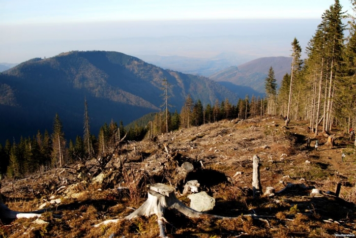 Ефект "залякування" призвів до гігантських масштабів  вирубки карпатських лісів