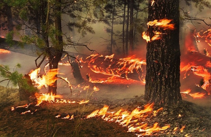 Вогнеборці та лісівники Закарпаття показали як вміють боротися з вогняною стихією