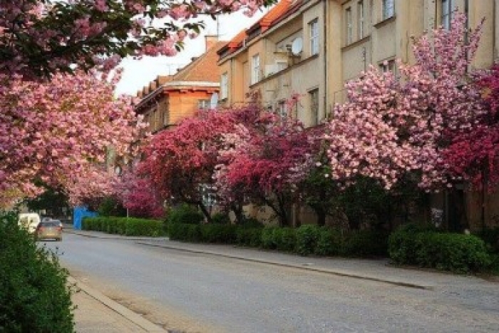 Вулиці Ужгорода вибухнули рожевим цвітом!