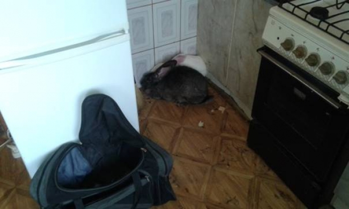 Викрадача кроликів на Тячівщині знайшли за "слідами"