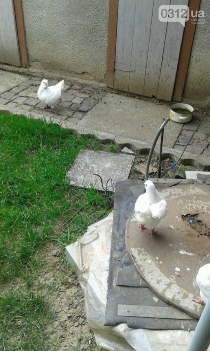 Правоохоронці розшукують крадія голубів