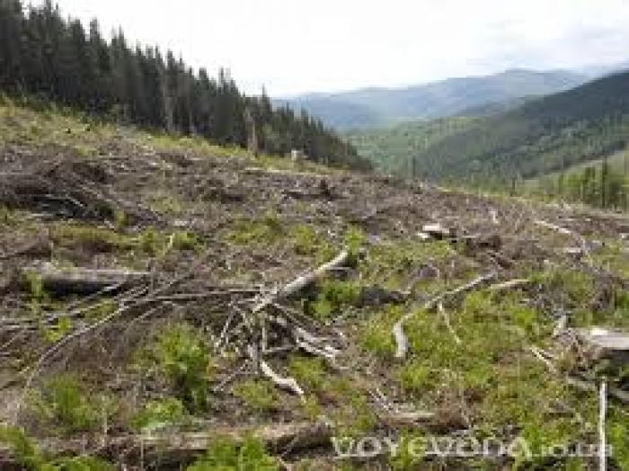 Із вирубкою лісу на Закарпатті борються… звільненням київського посадовця
