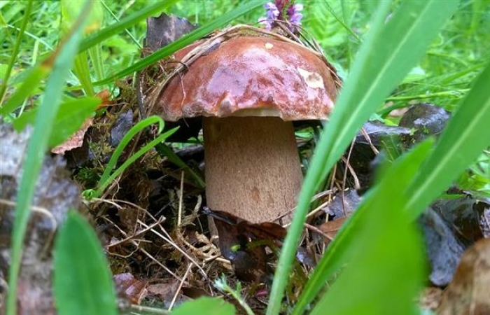 Любите гриби? Саме час до лісу! На Закарпатті – грибний сезон