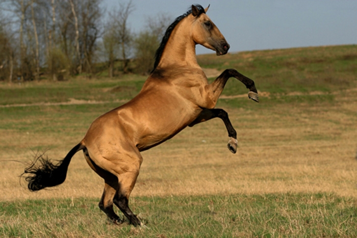 На Закарпатті у липні пройде конкурс коней