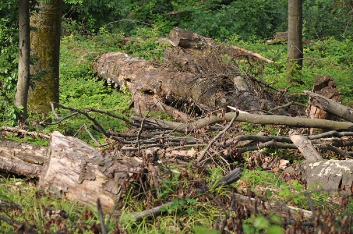 Масове висихання закарпатських лісів хочуть подолати санітарними рубками
