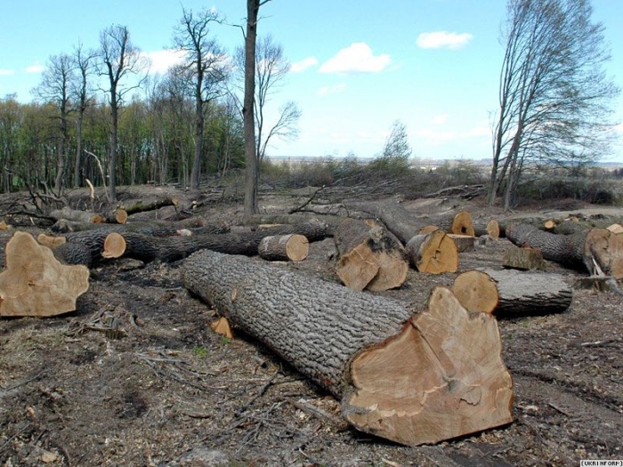 Закарпатські депутати вирішили «розібратись» із мільярдною рубкою лісу на українсько-словацькому кордоні
