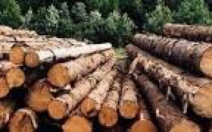 Закарпатські поліцейські затримали вантажівки з незаконною деревиною