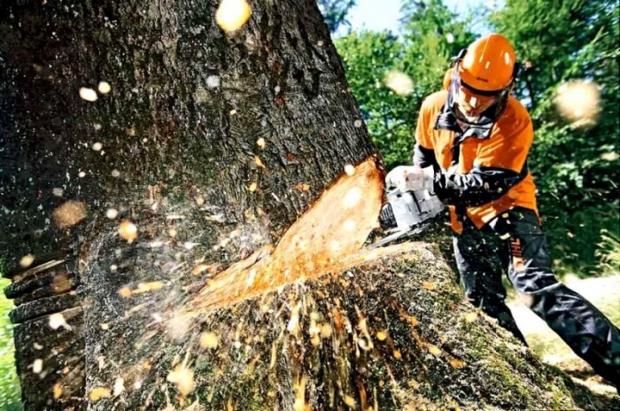 За порушення лісового законодавства хустське підприємство сплатить майже 90 тисяч гривень