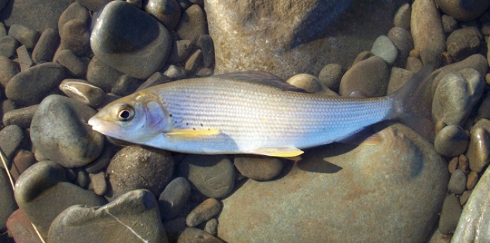 Закарпатську "королівську рибу" поширять на схід, північ і центр всієї країни