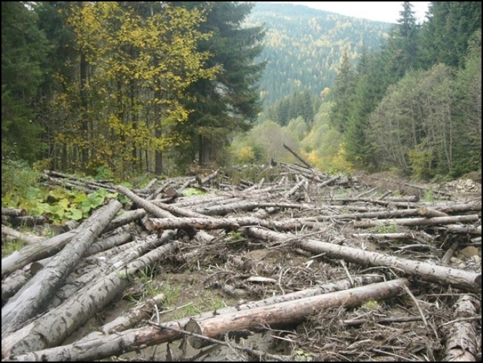 Словацьку фірму звинуватили у незаконній рубці закарпатського лісу на понад 2 млн євро (ВІДЕО)