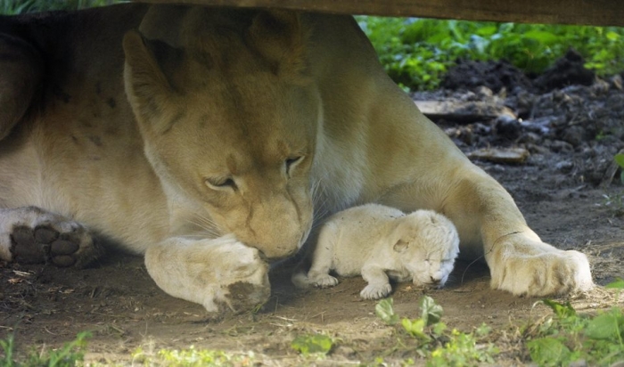 В угорському зоопарку по сусідству із Закарпаттям народилося біле левеня