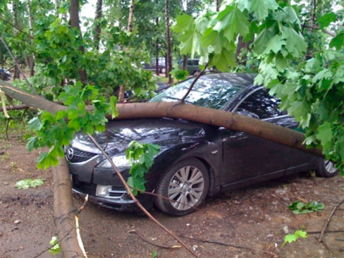 Біля Перечина на машину на ходу впало дерево