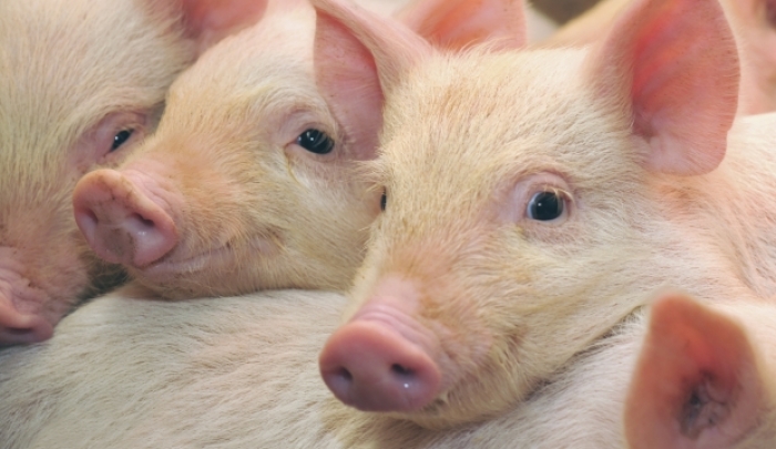 Уже в двох регіонах України сталися спалахи африканської чуми свиней