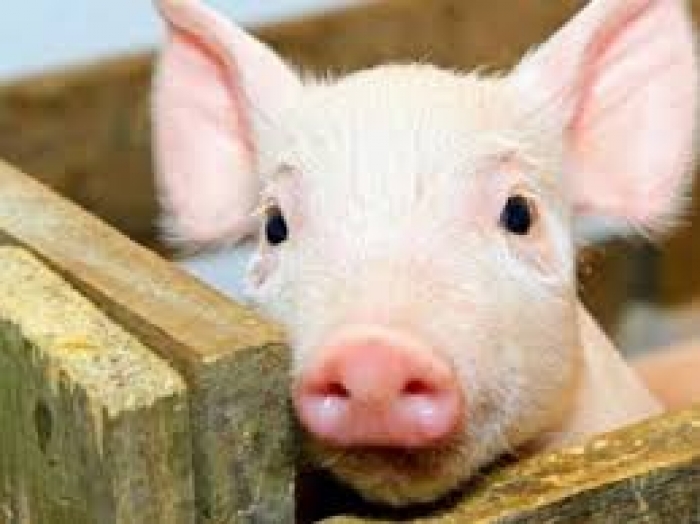 На Закарпатті встановлять блок-пости для боротьби з африканською чумою свиней