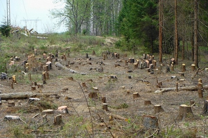 Закарпатська прокуратура продовжує боротися з незаконною вирубкою лісів