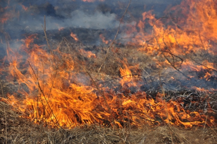 Збитки від пожеж на Закарпатті за день оцінили у 4 тисячі гривень