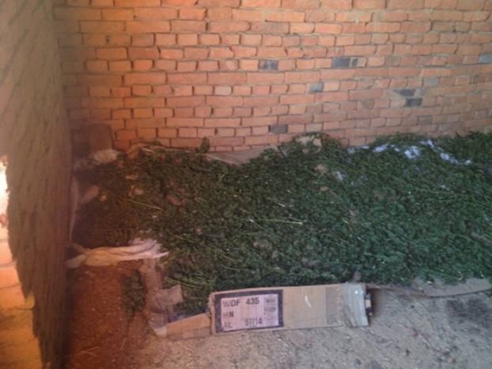 У селі на Мукачівщині знайшли 6 кілограмів марихуани