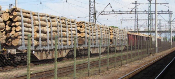 Поліція перекрила канал збуту деревини за кордон мукачівському експортеру