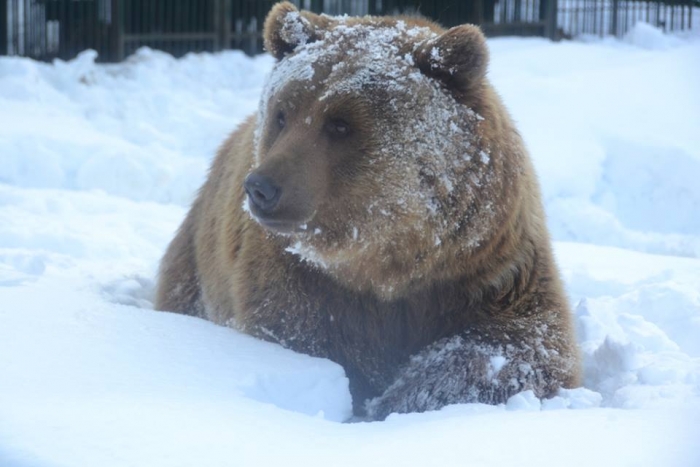 Як живеться ведмедям в реабілітаційному центрі на Закарпатті