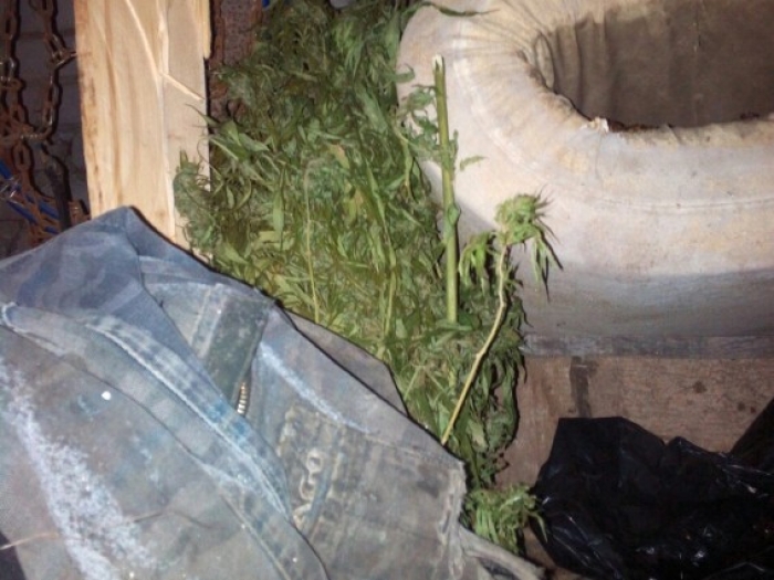 Закарпаття не Голландія: жителька Малого Березного насушила марихуани на 120 тис. гривень