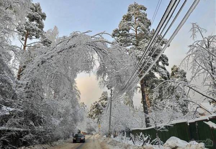 Дерева в Закарпатті валять не тільки браконьєри, а й снігова негода