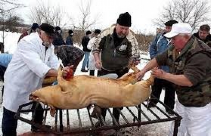 Зоозахисники взялися "по-дорослому" захищати свиней від фесту в Гечі