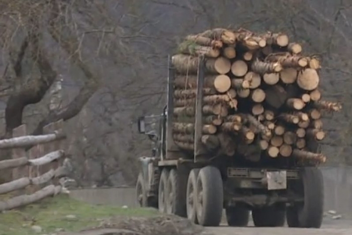 Протягом минулого року в Закарпатті незаконно рубали ліс 51 раз