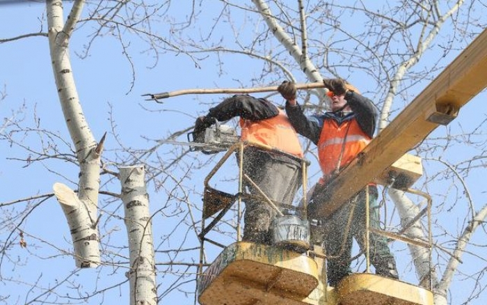 В Ужгороді обрізатимуть дерева. Обмежать рух на Електрозаводській