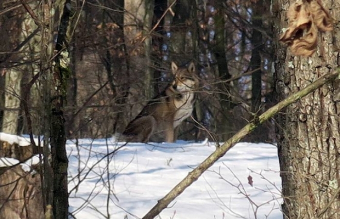 Біля Ужгорода сфотографували справжнього вовка