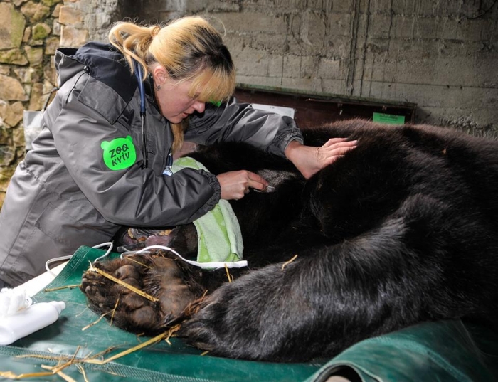Складне стоматологічне втручання: в "Синевирі" ведмедю Балу видалили хворий зуб